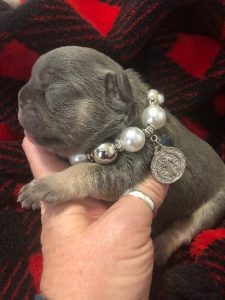 Available Puppies-Rare Color French Bulldog Puppies