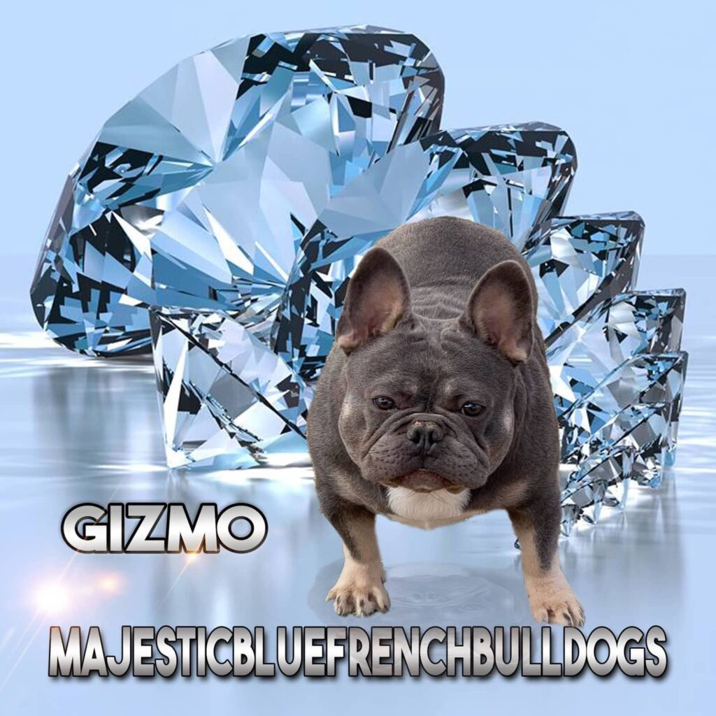 Gizmo