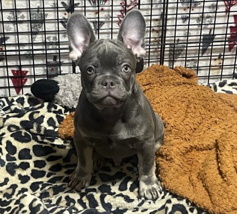 Male Puppy 2