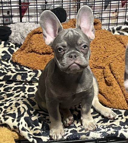 Male Puppy 1