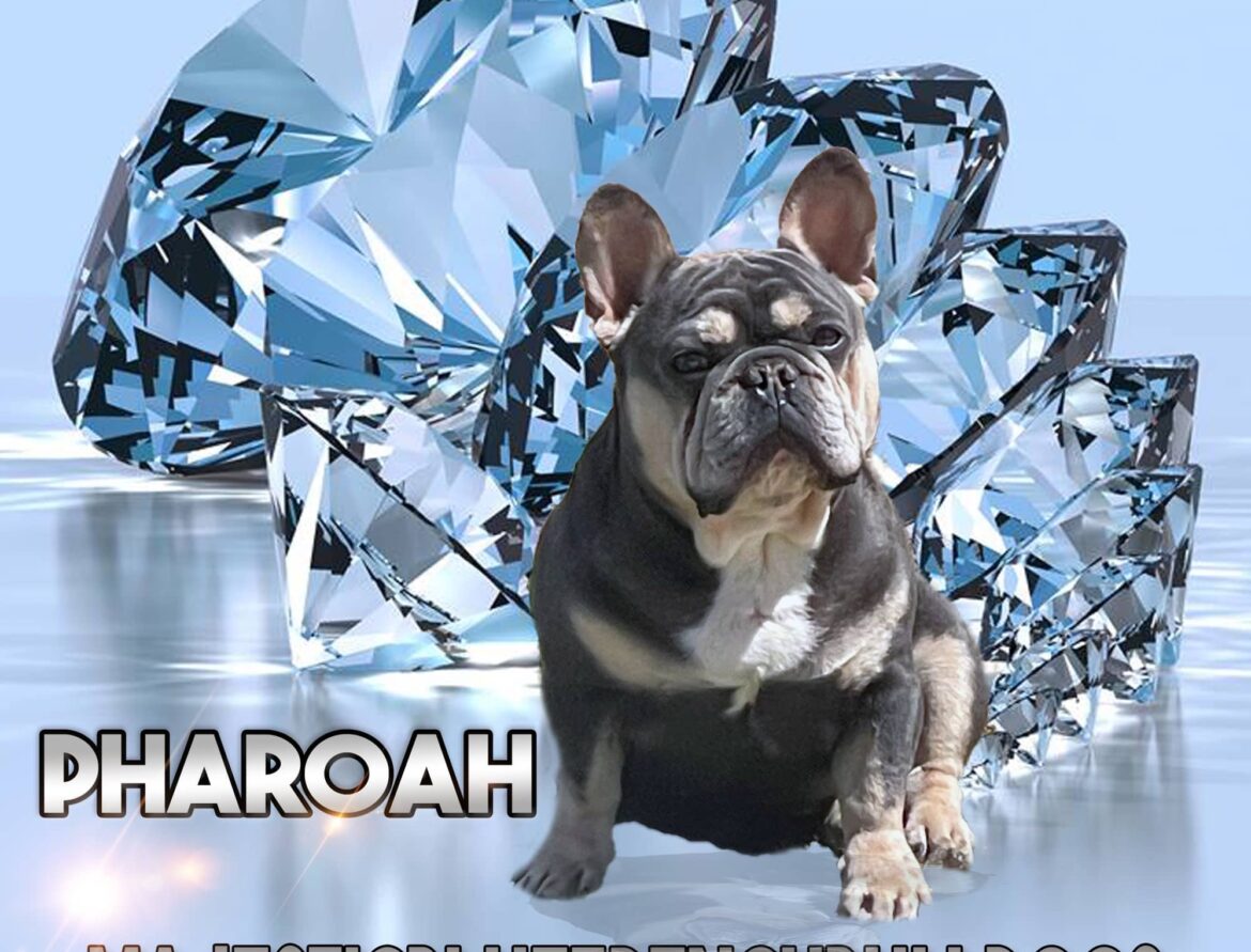 Pharoah