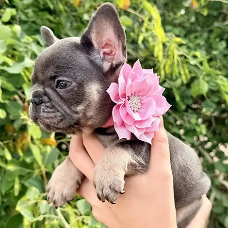 Fiona